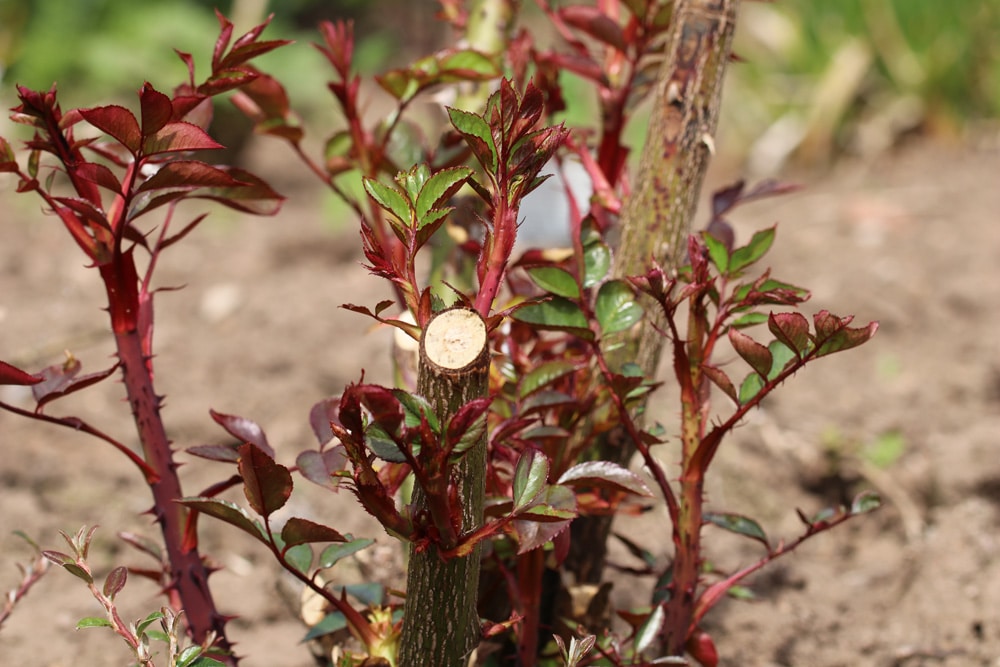 Rose treibt keine Blüten