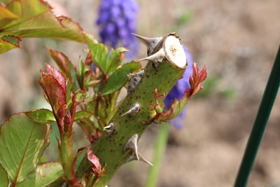 frische geschnittene Rose