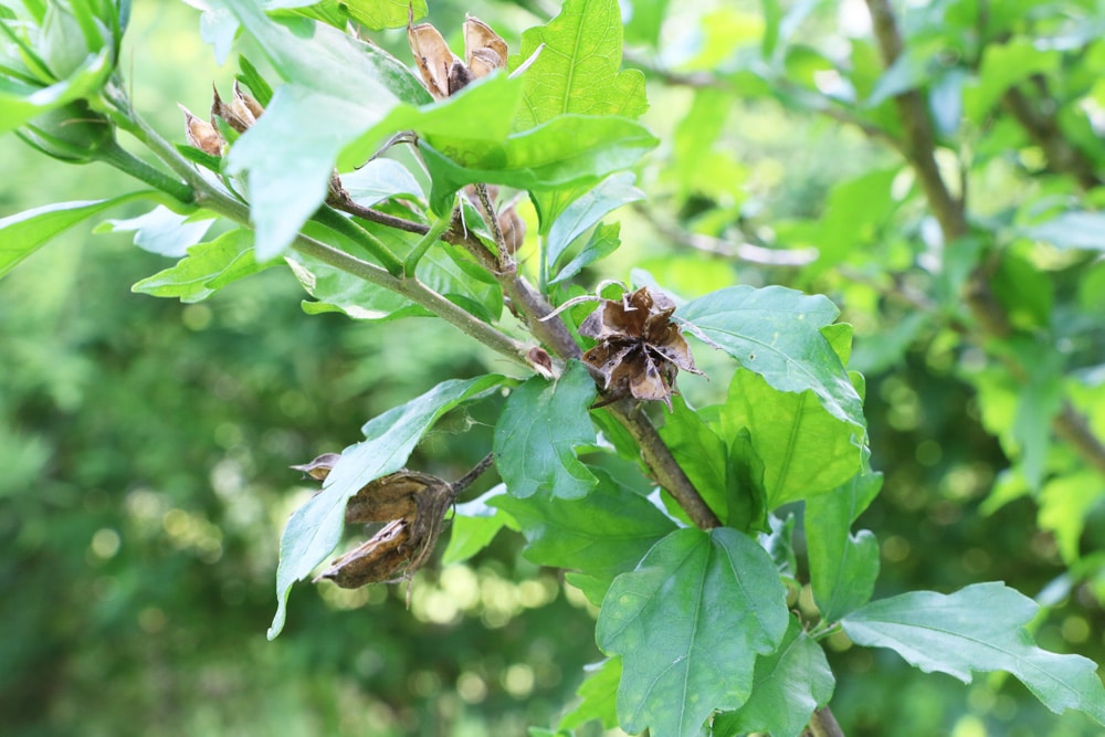 Gartenhibiskus blüht nicht