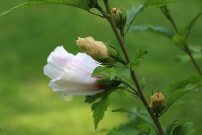 Garten-Hibiskus - Hibiscus syriacus