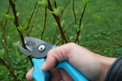 Gartenhibiskus schneiden