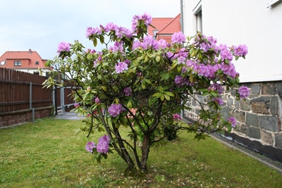 Rhododendron