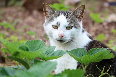 Katze - Gänseblümchen giftig