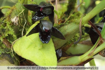 Brasiliorchis schunkeana - Maxillaria schunkeana 