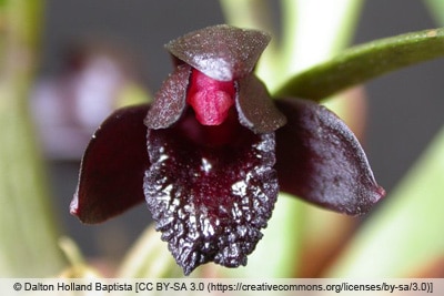 Brasiliorchis schunkeana - Maxillaria schunkeana