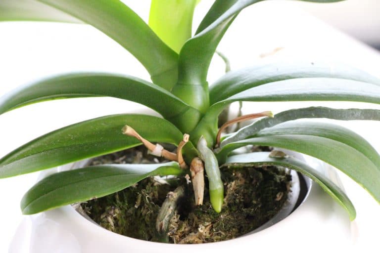 Orchideen natürlich düngen Orchideendünger selber machen 12