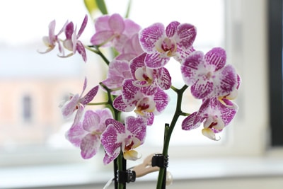 Schmetterlingsorchidee - Phalaenopsis am Fenster