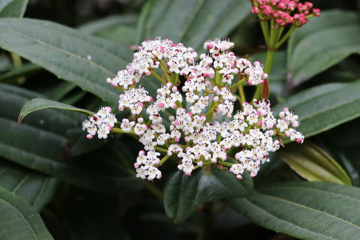 Immergrüner Kissenschneeball - Viburnum davidii