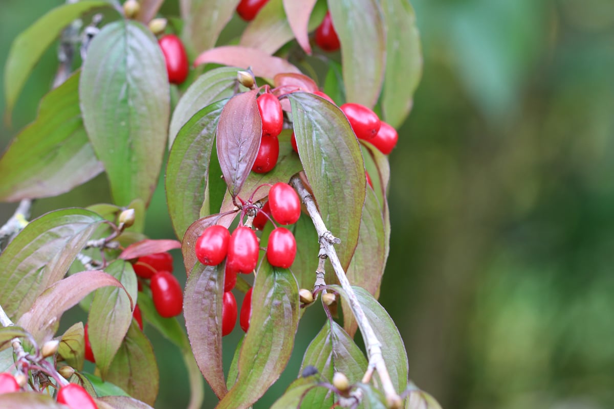 Kornelkirsche - Cornus mas