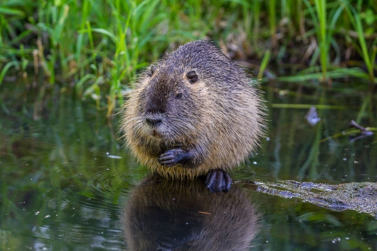 Nutria