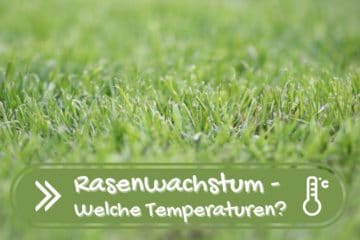 Ab welcher Temperatur wächst Rasen? Rasenwachstum pro Woche