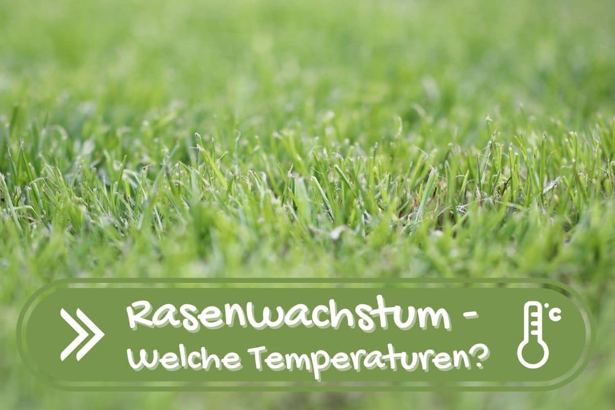 Ab welcher Temperatur wächst Rasen