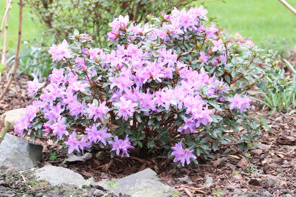 Schattengehölze - Rhododendron