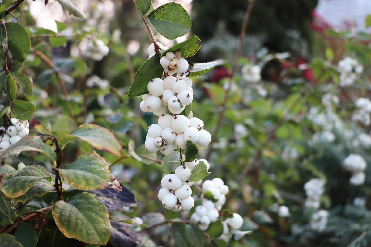 Gewöhnliche Schneebeere - Symphoricarpos albus