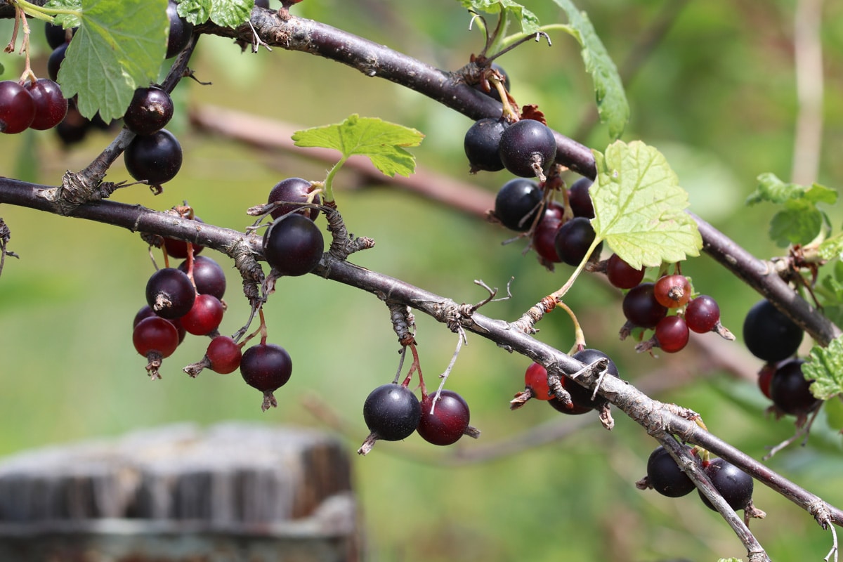 Schwarze Johannisbeere - Ribes nigrum