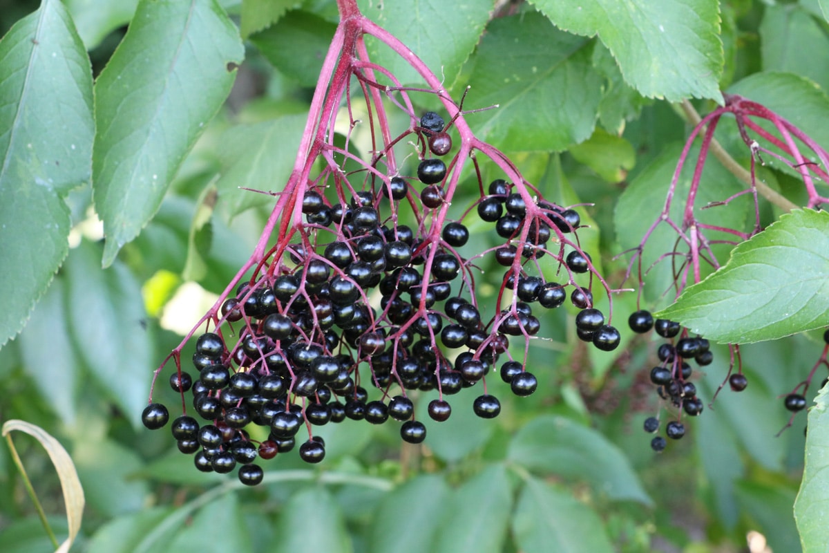 Schwarze Beeren - Holunder