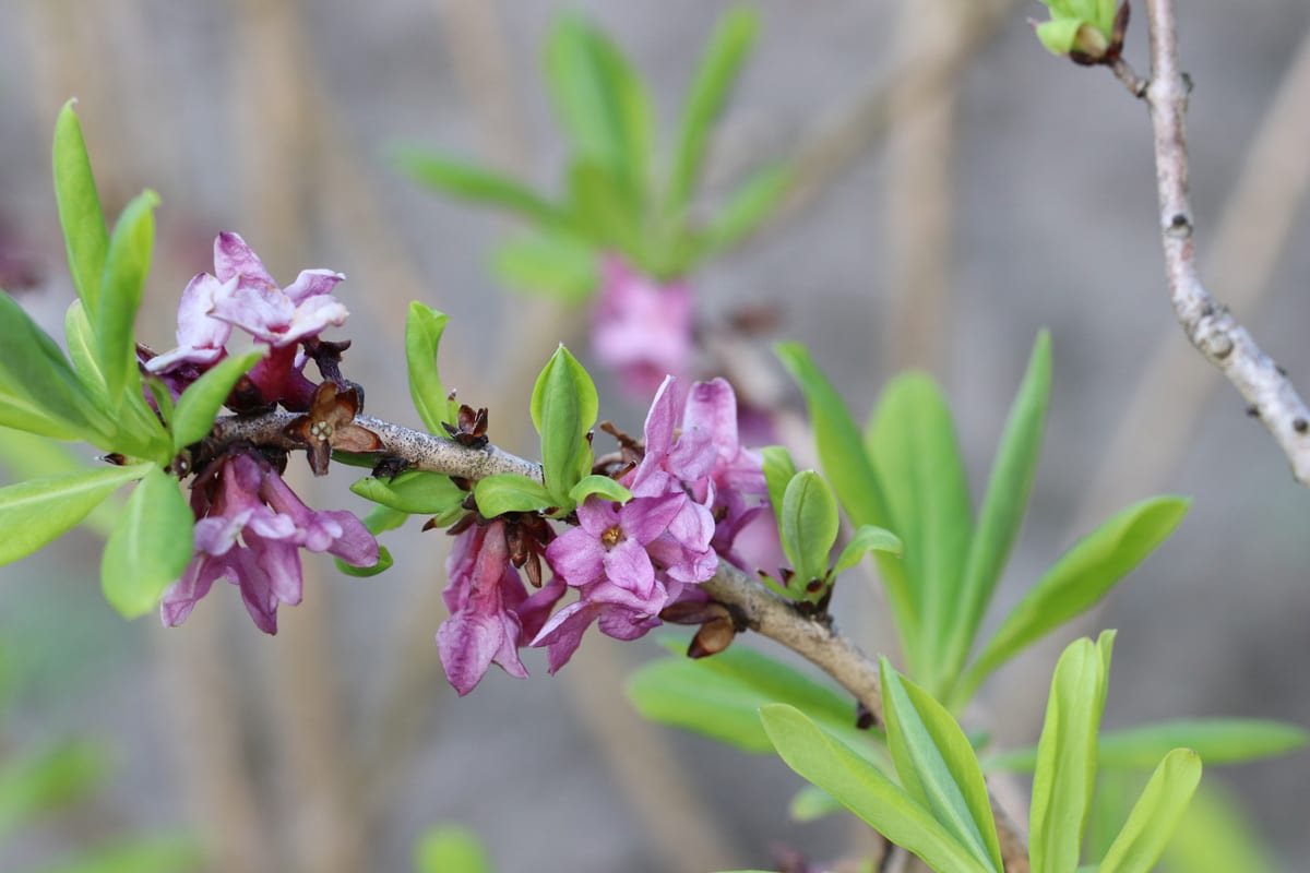 Seidelbast - Daphne mezereum