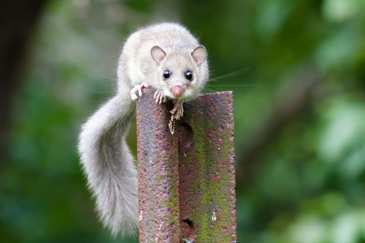 Siebenschläfer - Glis glis