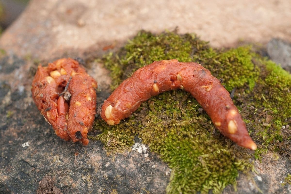 Tierkot erkennen - Steinmarder