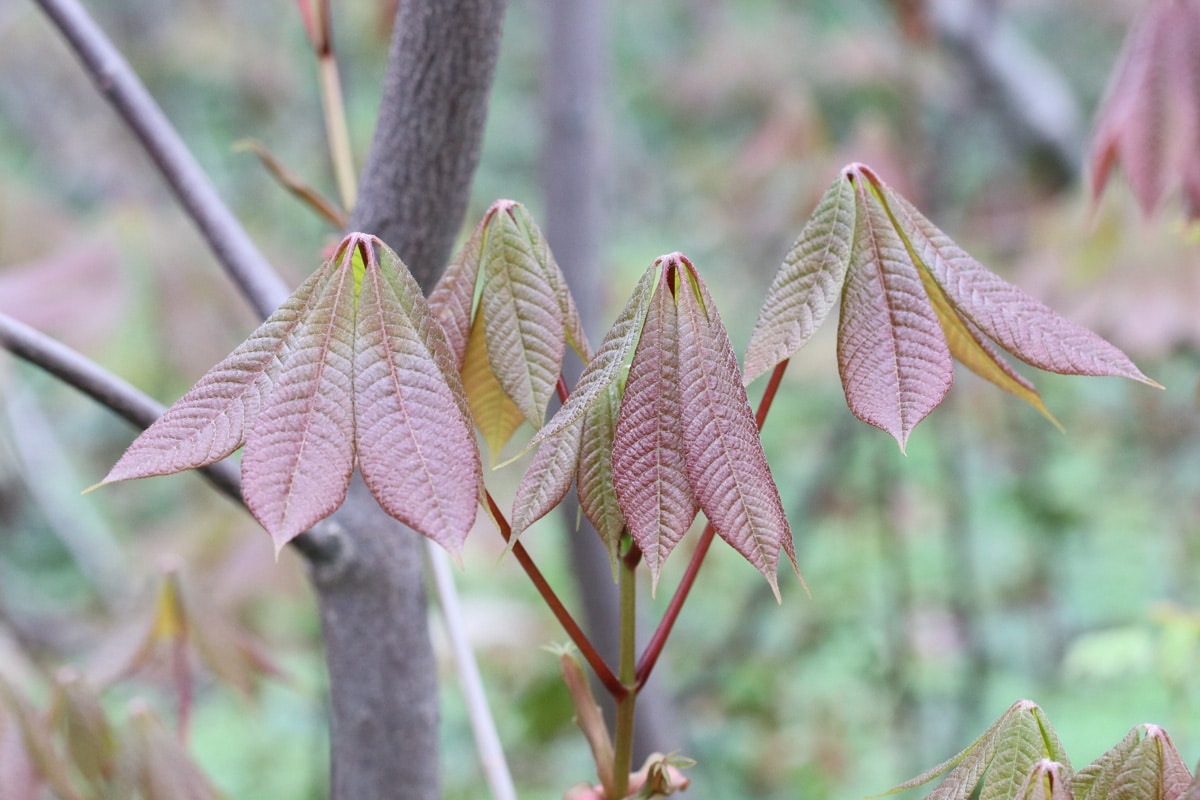 Strauch-Rosskastanie - Aesculus parviflora