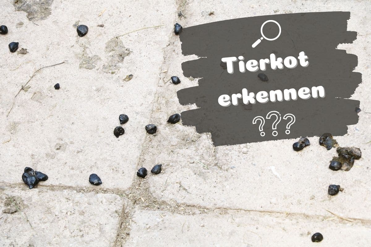 Tierkot erkennen