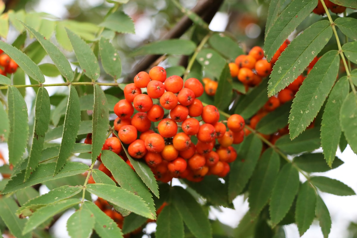 Rote Beeren - Vogelbeere