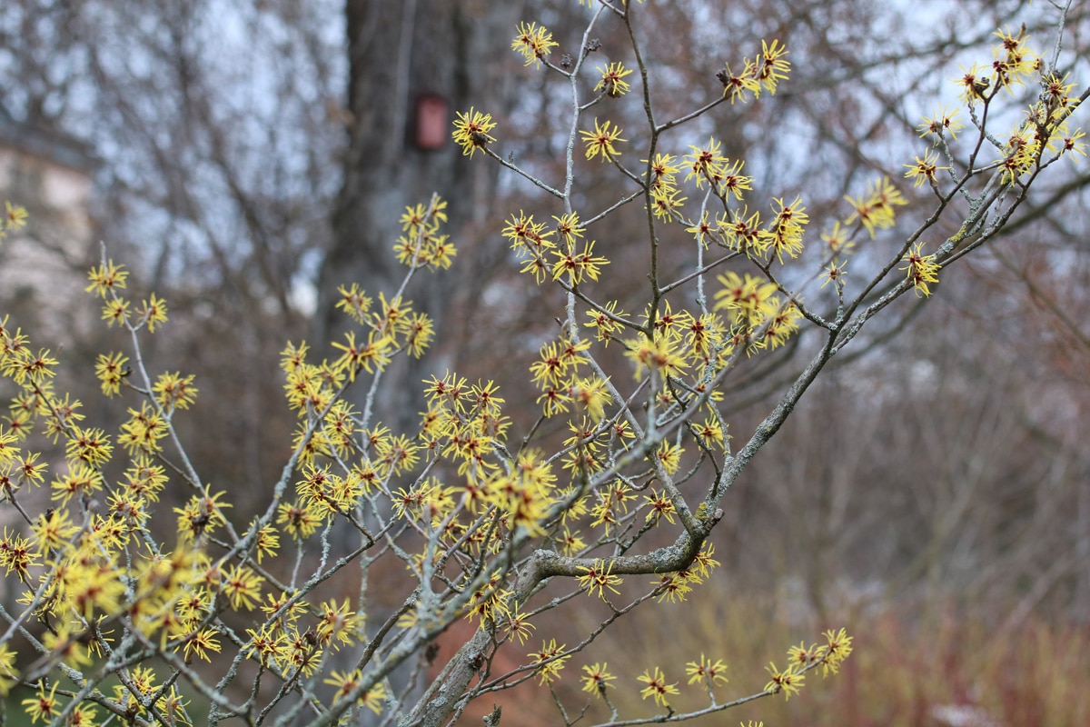 Zaubernuss - Hamamelis x intermedia