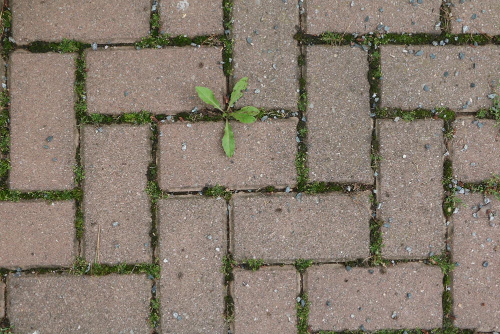 Pflastersteine reinigen