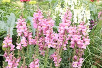 Einjährige Sommerblumen 40 Sommerblüher BlumenListe von AZ