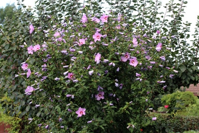 Hibiskus als Sichtschutz