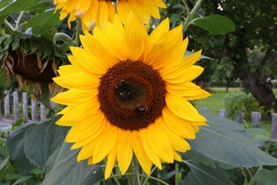 Sonnenblume - Helianthus annuus 