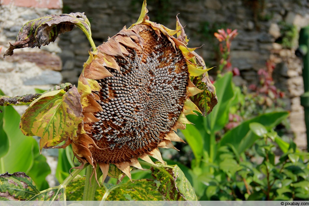 Verblühte Sonnenblume