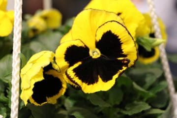 Einjährige Sommerblumen 40 Sommerblüher BlumenListe von AZ