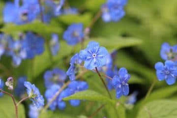 Einjährige Sommerblumen 40 Sommerblüher BlumenListe von AZ