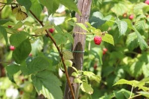 Rankhilfen für Himbeeren selber bauen 4 Varianten mit Anleitung