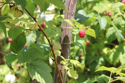 Himbeeren an Rankhilfe