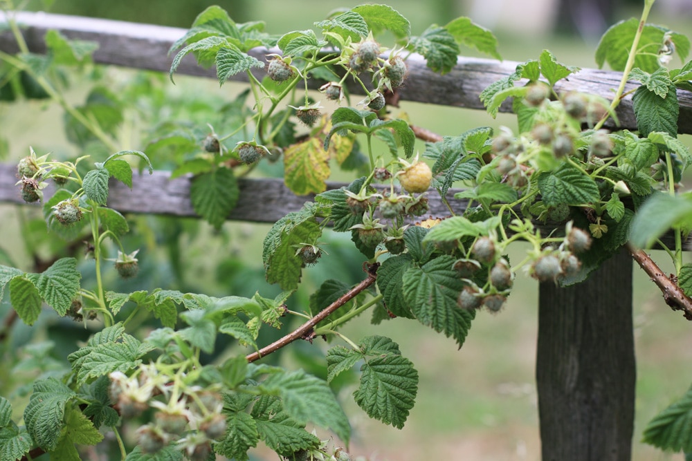 Himbeeren mit Rankhilfe