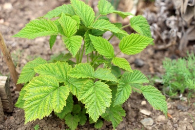 Himbeeren - Rubus ideaus