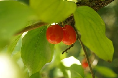 Kornelkirsche - Cornus mas