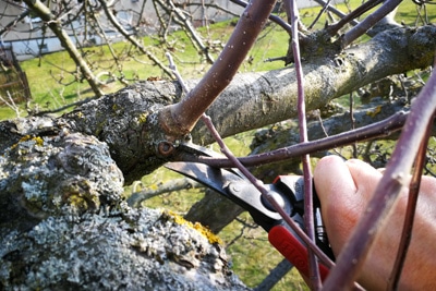 Baum schneiden