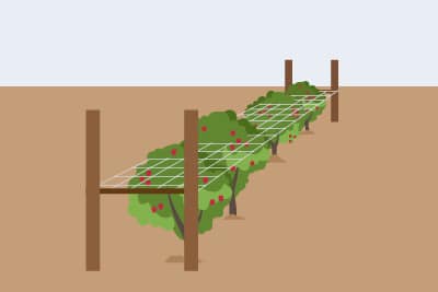 Knotengitter als Rankhilfe für Himbeeren