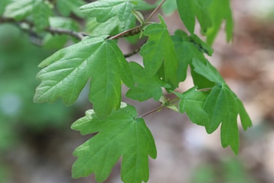 Feldahorn - Acer campestre