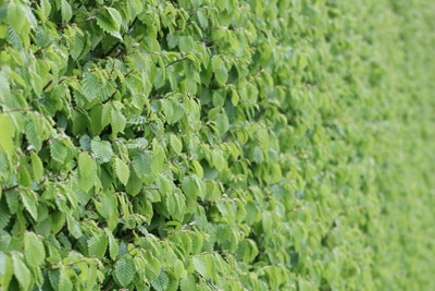 Hainbuche - Carpinus betulus