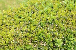 Schmale Hecke 24 immergrüne schmal wachsende Heckenpflanzen Gartenrat.de