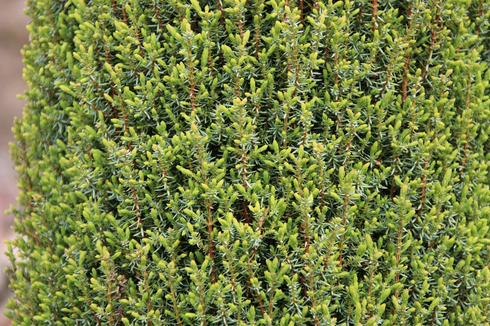 Gemeiner Wacholder - Juniperus communis