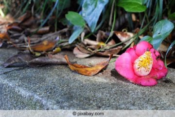 Kamelie verliert Blätter und Knospen was tun? Gartenrat.de