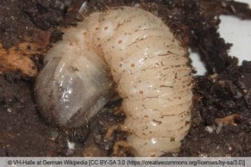 Engerlinge Raupe Raupen in der Erde: was tun? Engerlinge erkennen und bestimmen ...