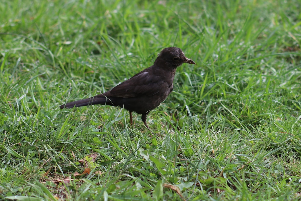 Vogel auf Wiese - Vogelfreundliche Gewächse