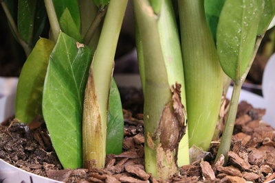 Zamioculcas umtopfen