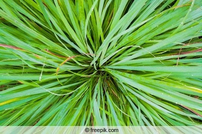 Zitronengras - Cymbopogon citratus